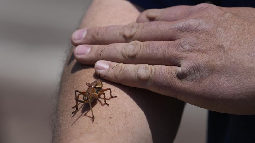 Blood-red crickets invade Nevada town, residents fight back with brooms, leaf blowers, snow plows