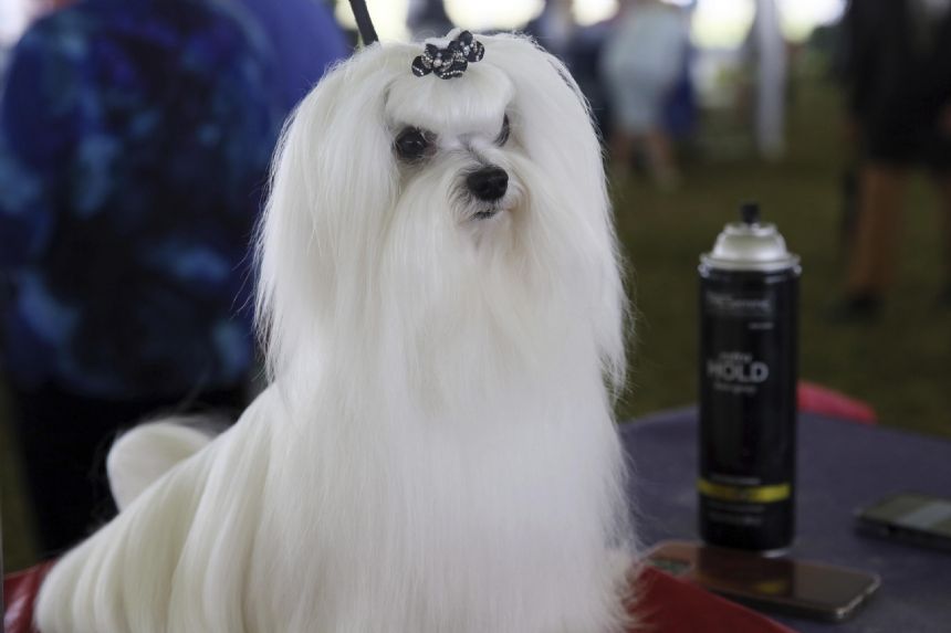 Westminster dog show gets 4 finalists, and one has NFL ties